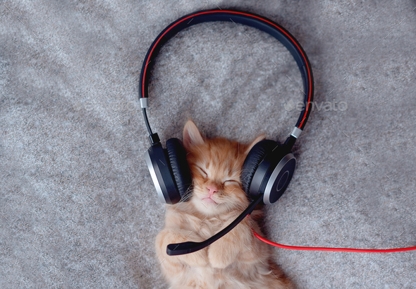 Cute sleeping striped Kitten listening music in Headphones on bed. Musical pets banner. Copyspace