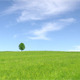 Solitary Tree, Summer Landscape Solitary Tree, Summer Landscape - VideoHive Item for Sale