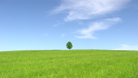 Solitary Tree, Summer Landscape 