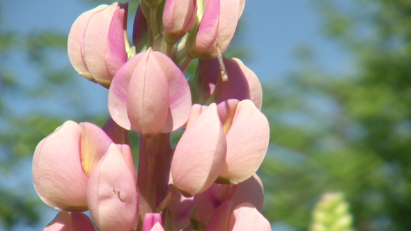 Close-Up Of Lupine Wildflowers 