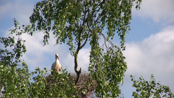 Female Stork In Nest 