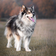Portrait of Finnish Lapphund dog - PhotoDune Item for Sale