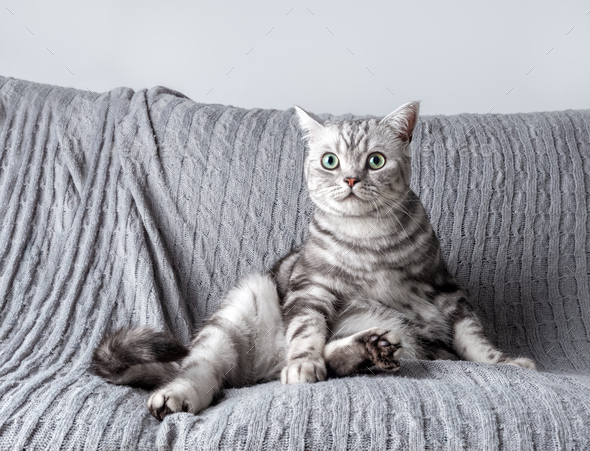 Kitten British shorthair silver tabby cat play at home - Stock Photo - Images