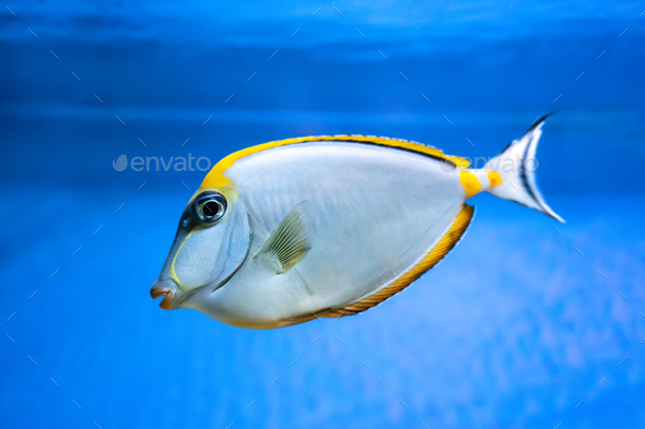 Naso Lituratus Acanthuridae Tropical Fish, Orangespine Unicornfish Aquarium Blue Water. - Stock Photo - Images