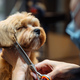 Professional haircut of the dog&#39;s head. The master cuts wool with scissors. - PhotoDune Item for Sale