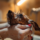Washing the dog after a walk. The dog takes a bath. - PhotoDune Item for Sale