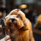 Animal care. A professional grooms a dog. - PhotoDune Item for Sale