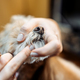Close-up of a dog&#39;s face. Haircut in a grooming salon. - PhotoDune Item for Sale