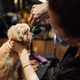A master in a grooming salon cuts a dog with scissors. - PhotoDune Item for Sale