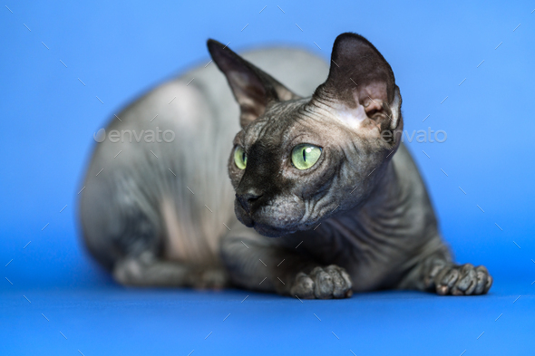 Canadian Sphynx. Close-up portrait of hairless cat on blue background - Stock Photo - Images