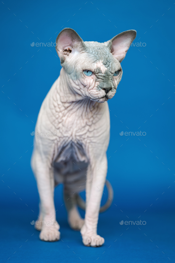 Portrait of cute Canadian Sphynx cat - breed of cat known for its lack of fur - Stock Photo - Images