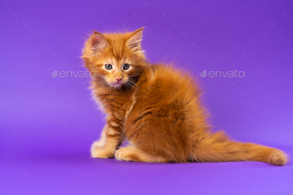 Cute longhair pussycat of Coon Cat sitting with tail spread on purple background and looking down - Stock Photo - Images