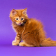 Cute longhair pussycat of Coon Cat sitting with tail spread on purple background and looking down - PhotoDune Item for Sale