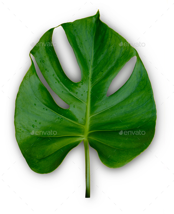 Single tropical jungle Monstera plant leaves isolated on white background