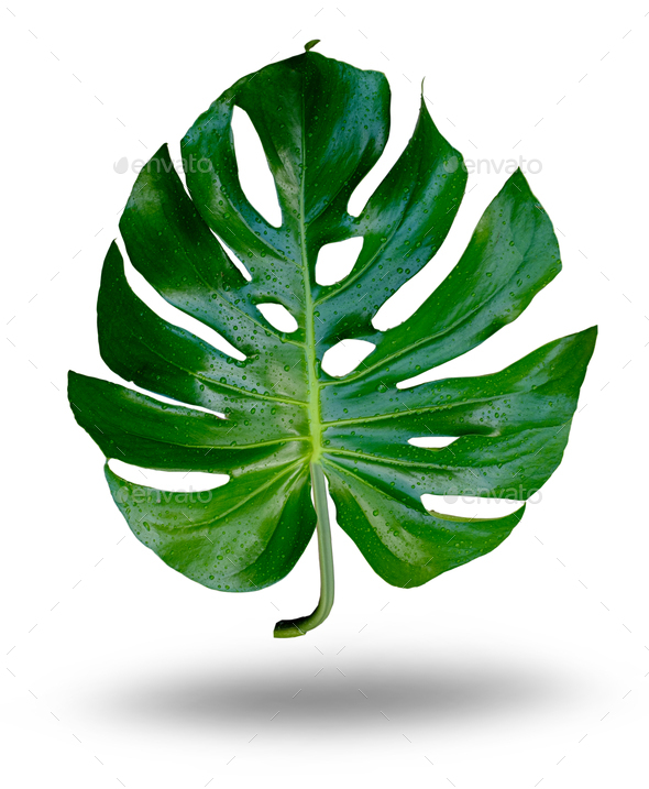 Single tropical jungle Monstera plant leaves isolated on white background