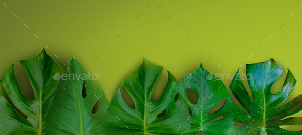 Tropical jungle Monstera plant leaves isolated on green background