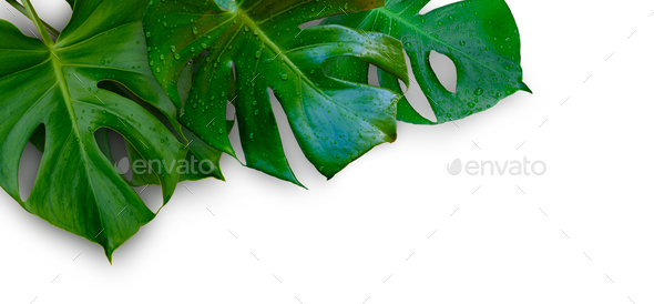 Tropical jungle Monstera plant leaves isolated on white background