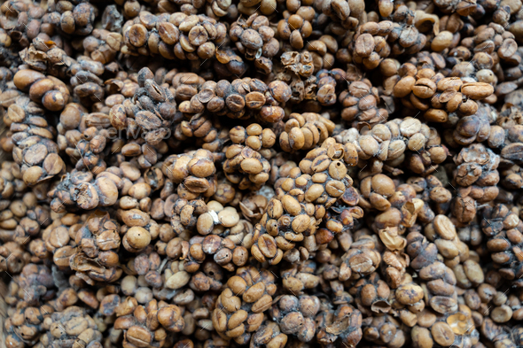 Close-up of Kopi luwak (civet coffee), eaten and defecated by Asian palm civet - Stock Photo - Images