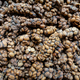 Close-up of Kopi luwak (civet coffee), eaten and defecated by Asian palm civet - PhotoDune Item for Sale