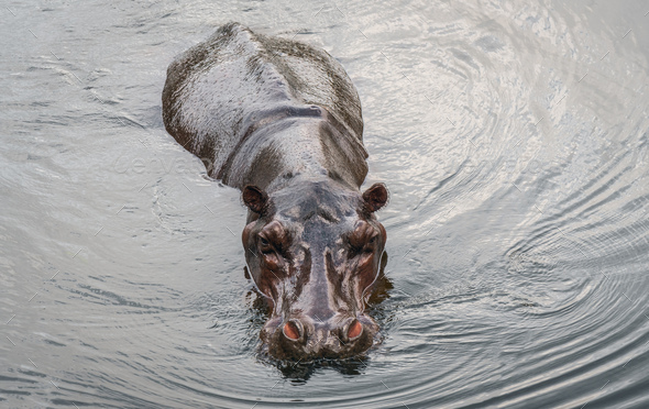 Hippopotamus swimming in the water - Stock Photo - Images
