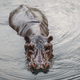 Hippopotamus swimming in the water - PhotoDune Item for Sale
