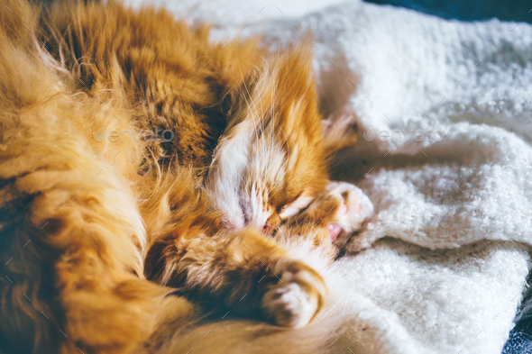 Red furry cat sleeping on sofa in sun rays - Stock Photo - Images