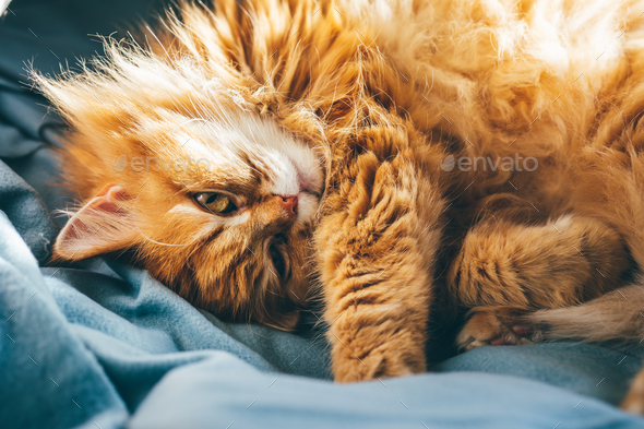 Red furry cat relaxing on sofa in sun rays - Stock Photo - Images