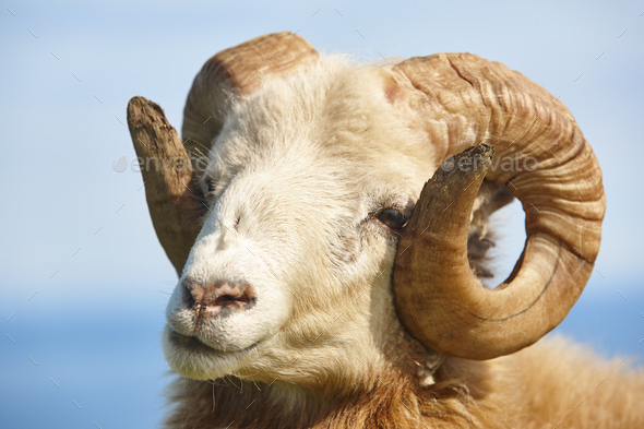 Head sheep lamb grazing under blue sky Faroe islands - Stock Photo - Images