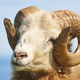 Head sheep lamb grazing under blue sky Faroe islands - PhotoDune Item for Sale