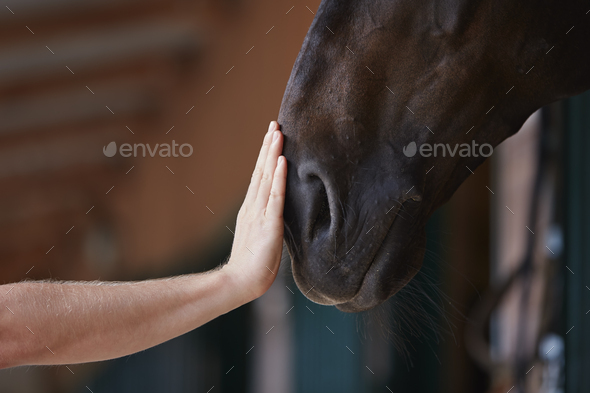 Human hand stroking horse head in stable - Stock Photo - Images