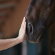 Human hand stroking horse head in stable - PhotoDune Item for Sale