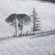 Snow in Tuscany, vineyards and trees. Winter Landscape - PhotoDune Item for Sale