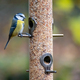 Wild birds eating from bird feeder in autumn - PhotoDune Item for Sale