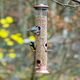 Wild birds eating from bird feeder in autumn - PhotoDune Item for Sale