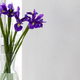 Bouquet of purple irises in glass vase near the window - PhotoDune Item for Sale