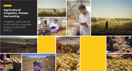 Agricultural Irrigation, Potato Harvesting