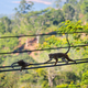 Monkey on Sri Lanka - PhotoDune Item for Sale