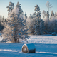 Snow covered hay bales in field with snowy forest and a trees in the background, white winter day - PhotoDune Item for Sale