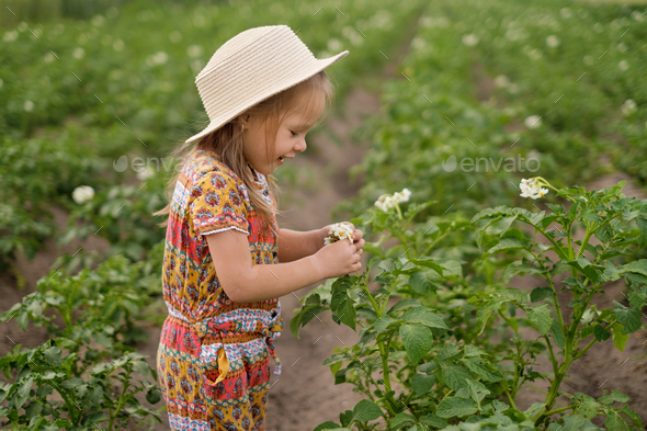 A little laughing girl in a hat is looking at a potato flower. - Stock Photo - Images