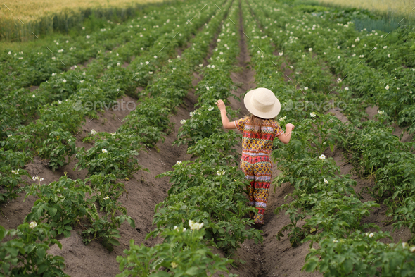 A child in a hat runs between rows of flowering potatoes in a field. - Stock Photo - Images