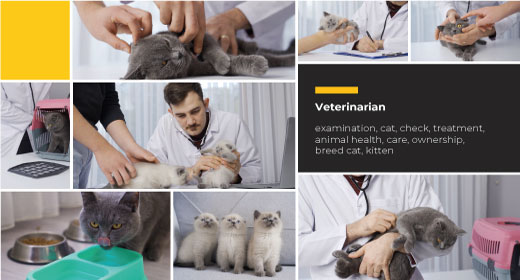 Veterinarian