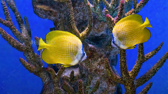 Beautiful Bright Yellow Fish Swimming In The Aquarium, Sunburst Butterflyfish, Chaetodon Kleinii - Stock Photo - Images
