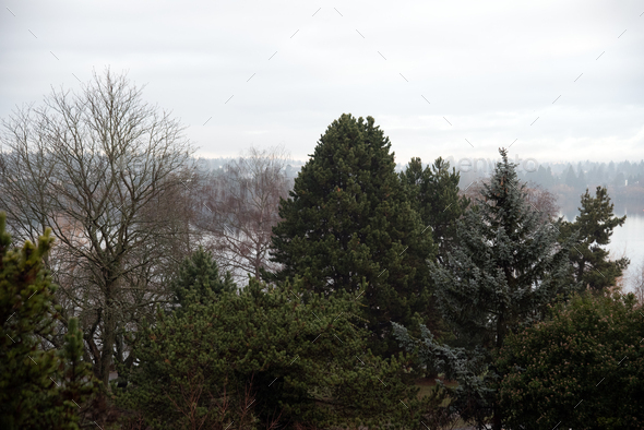 Rainy winter day with trees. - Stock Photo - Images
