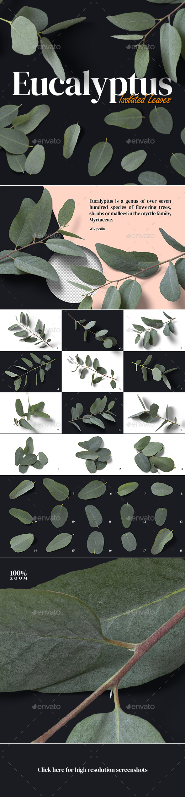 Isolated Eucalyptus Leaves