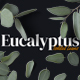 Isolated Eucalyptus Leaves