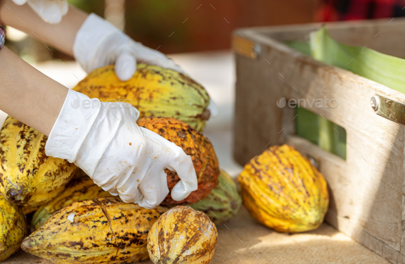Fresh cocoa pod cut exposing cocoa seeds, with a cocoa plant in background.