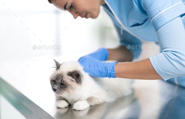 Professional vet examining a beautiful cat - Stock Photo - Images