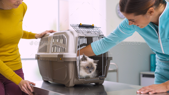 Cat in a pet carrier at the veterinary clinic - Stock Photo - Images