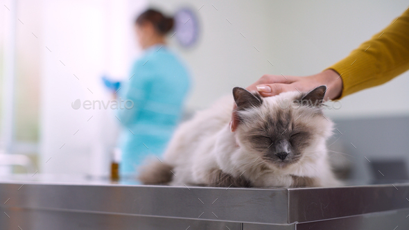 Owner and pet at the veterinary clinic - Stock Photo - Images