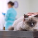 Owner and pet at the veterinary clinic - PhotoDune Item for Sale